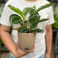 Calathea Bijoux Gecko