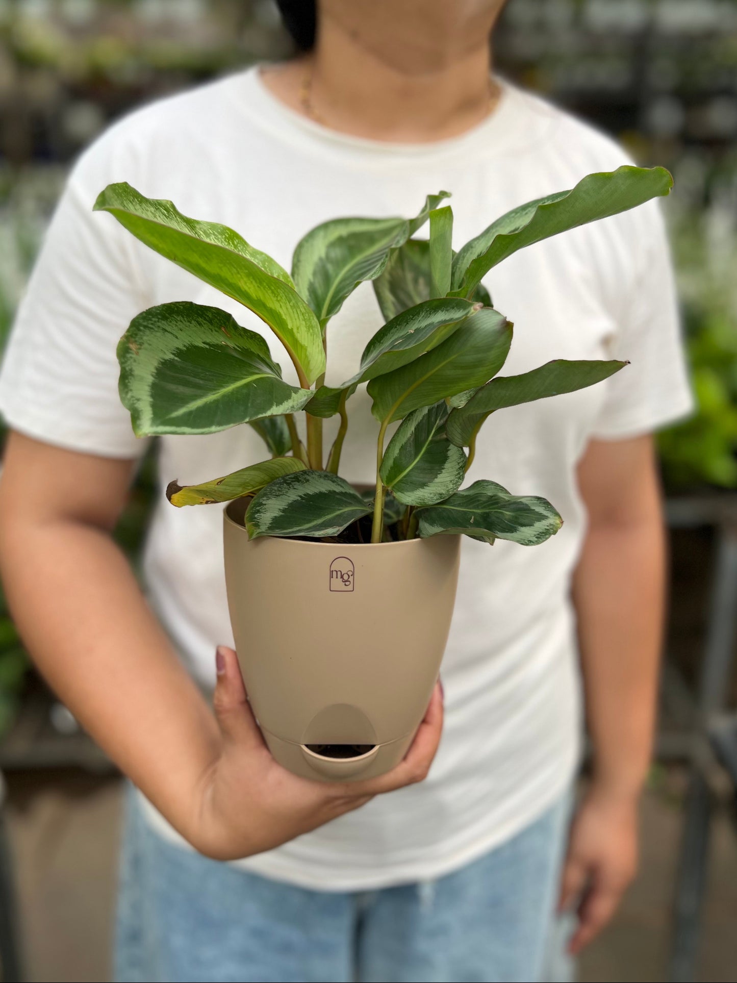 Calathea Bijoux Gecko
