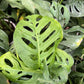 Swiss Cheese Plant