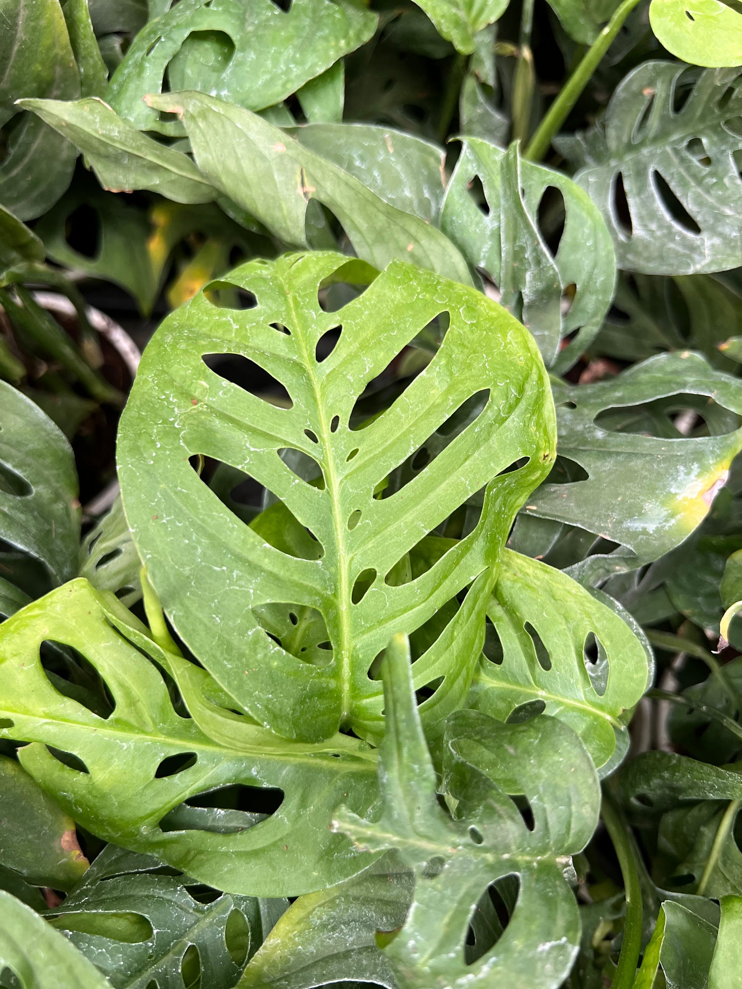 Swiss Cheese Plant