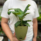 Dieffenbachia Cheetah