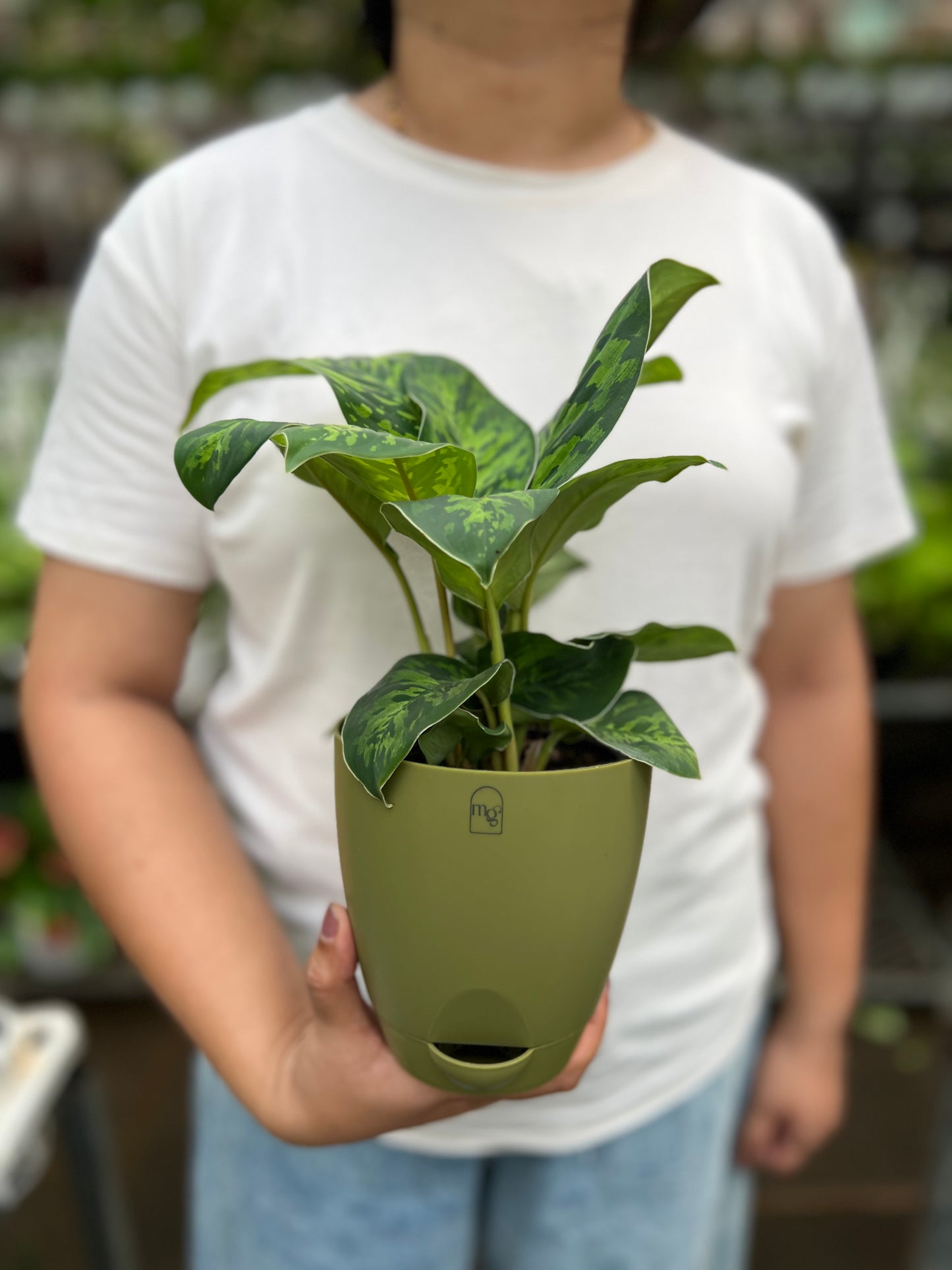 Dieffenbachia Cheetah