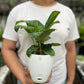 Dieffenbachia Cheetah