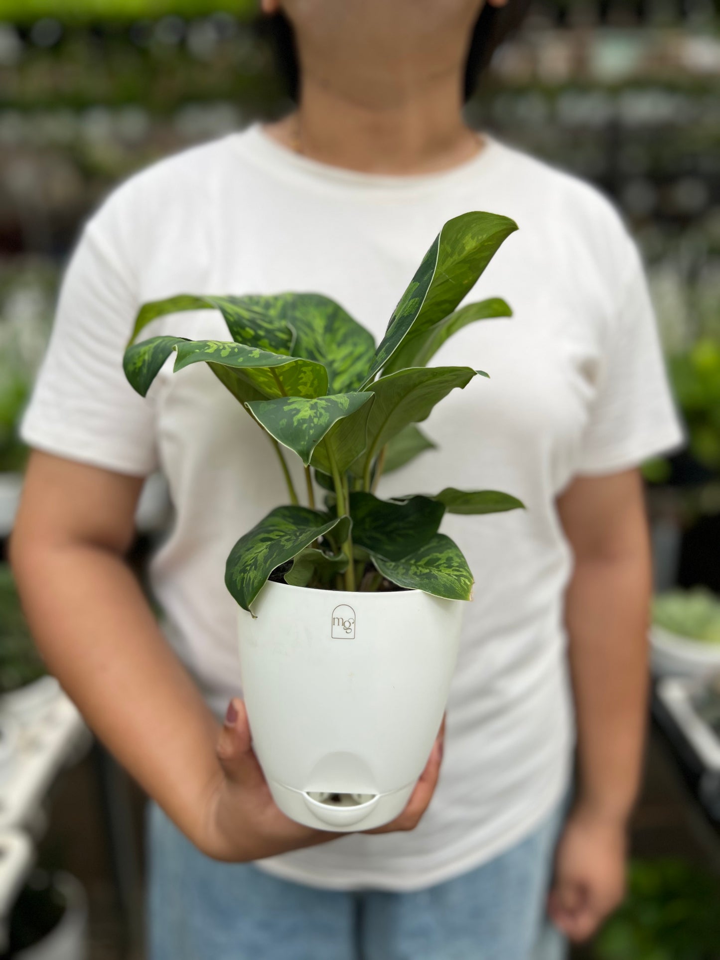 Dieffenbachia Cheetah