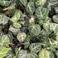 Anthurium Crystallinum