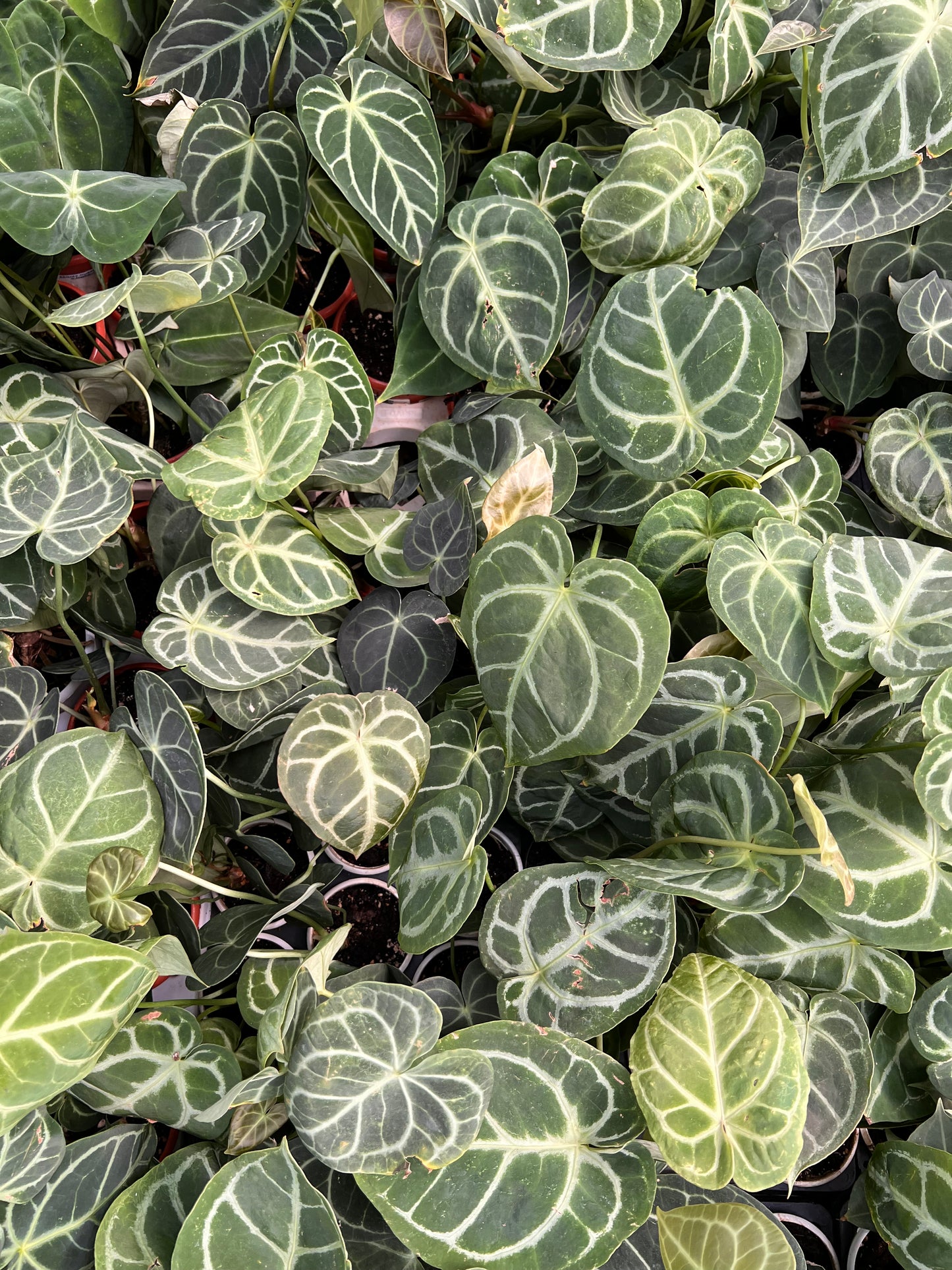 Anthurium Crystallinum