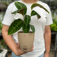 Calathea velvet jungle