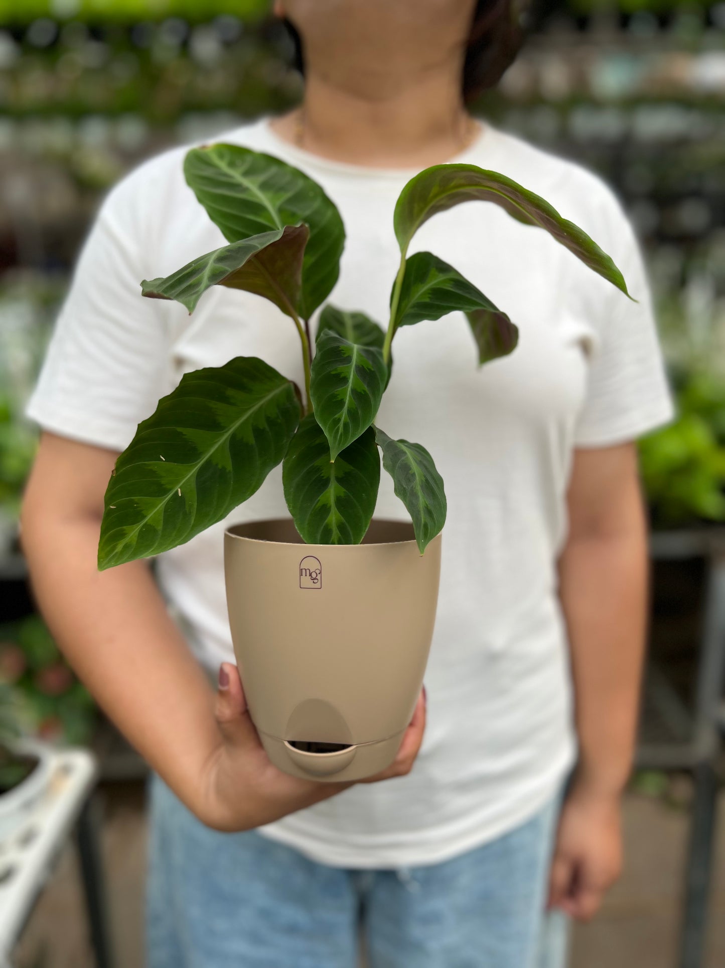 Calathea velvet jungle