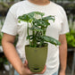 Swiss Cheese Plant