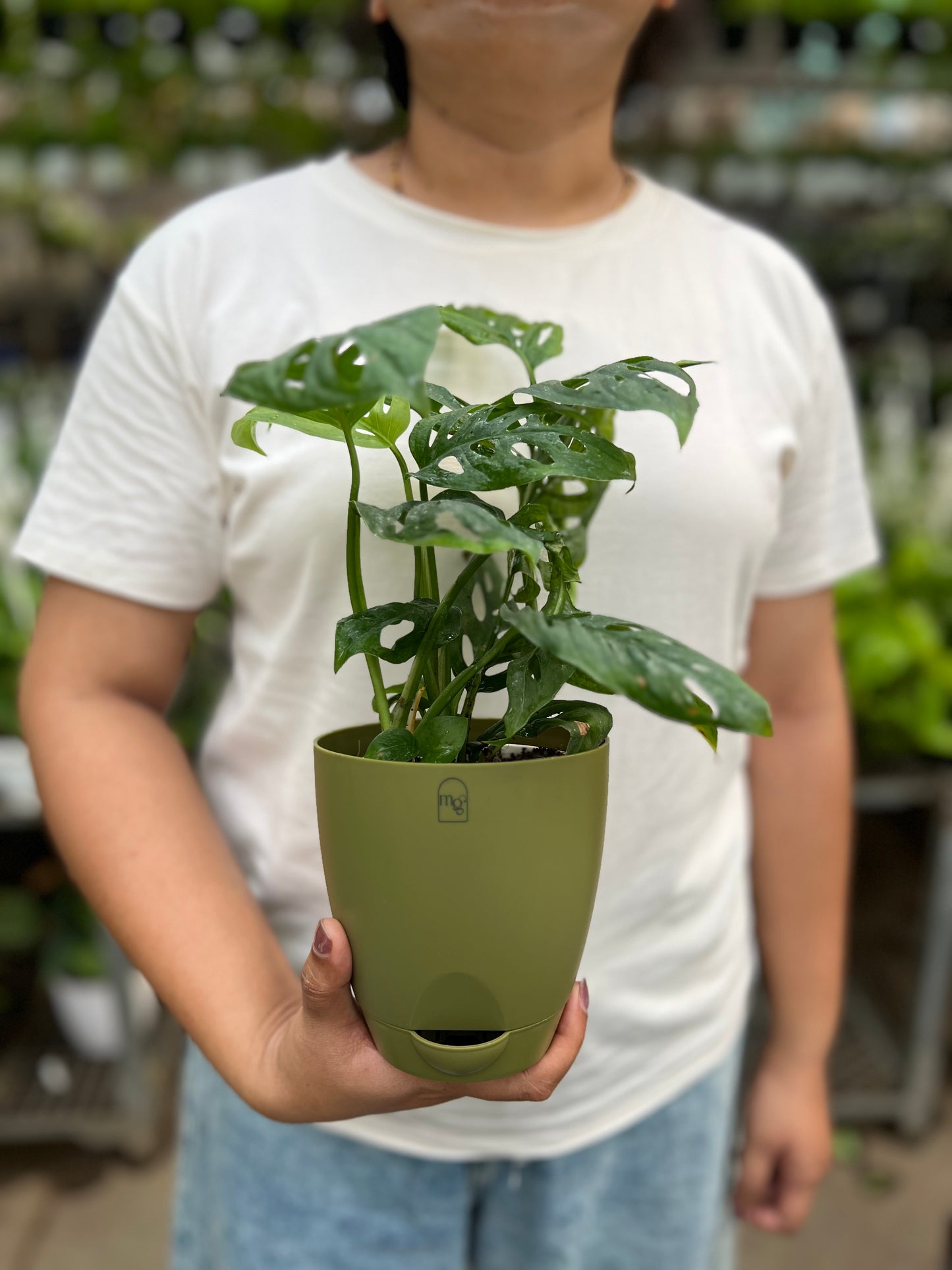 Swiss Cheese Plant