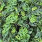 Swiss Cheese Plant