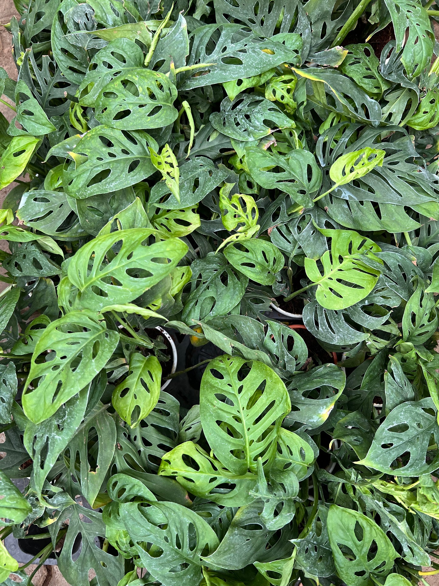 Swiss Cheese Plant