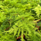 Aspargus Plumosus Lace Fern