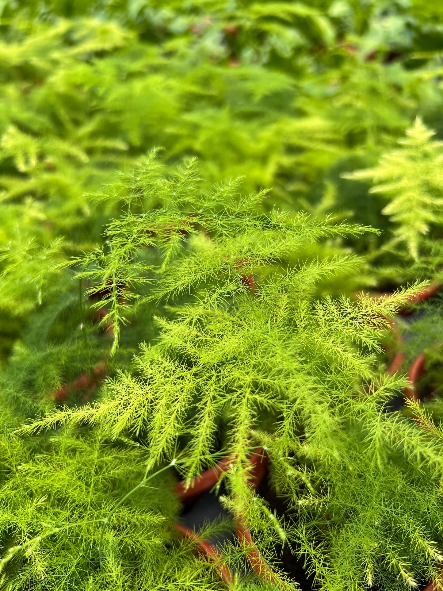 Aspargus Plumosus Lace Fern
