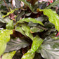 Calathea Furry Feather