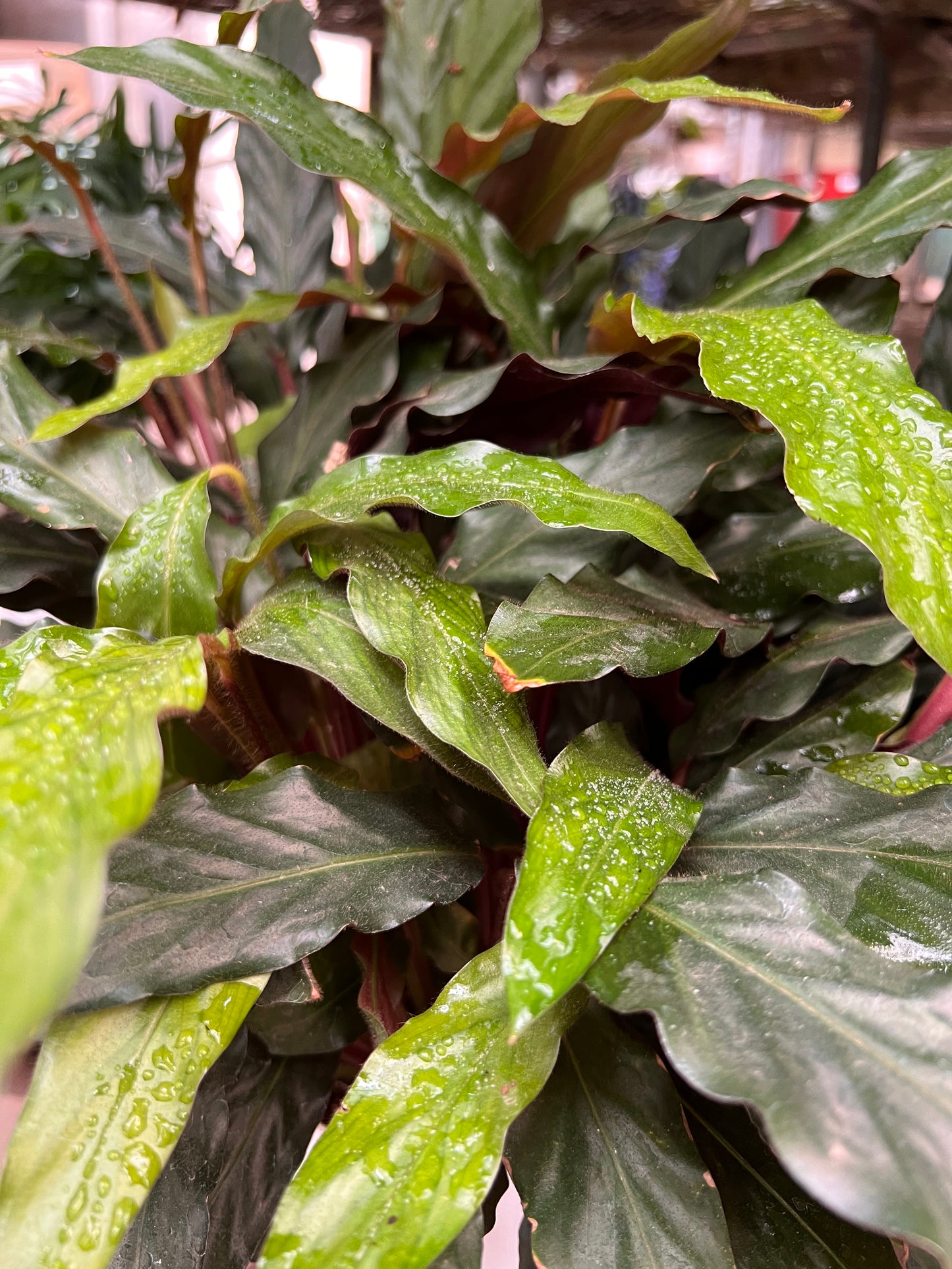 Calathea Furry Feather
