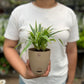 Spider Plant
