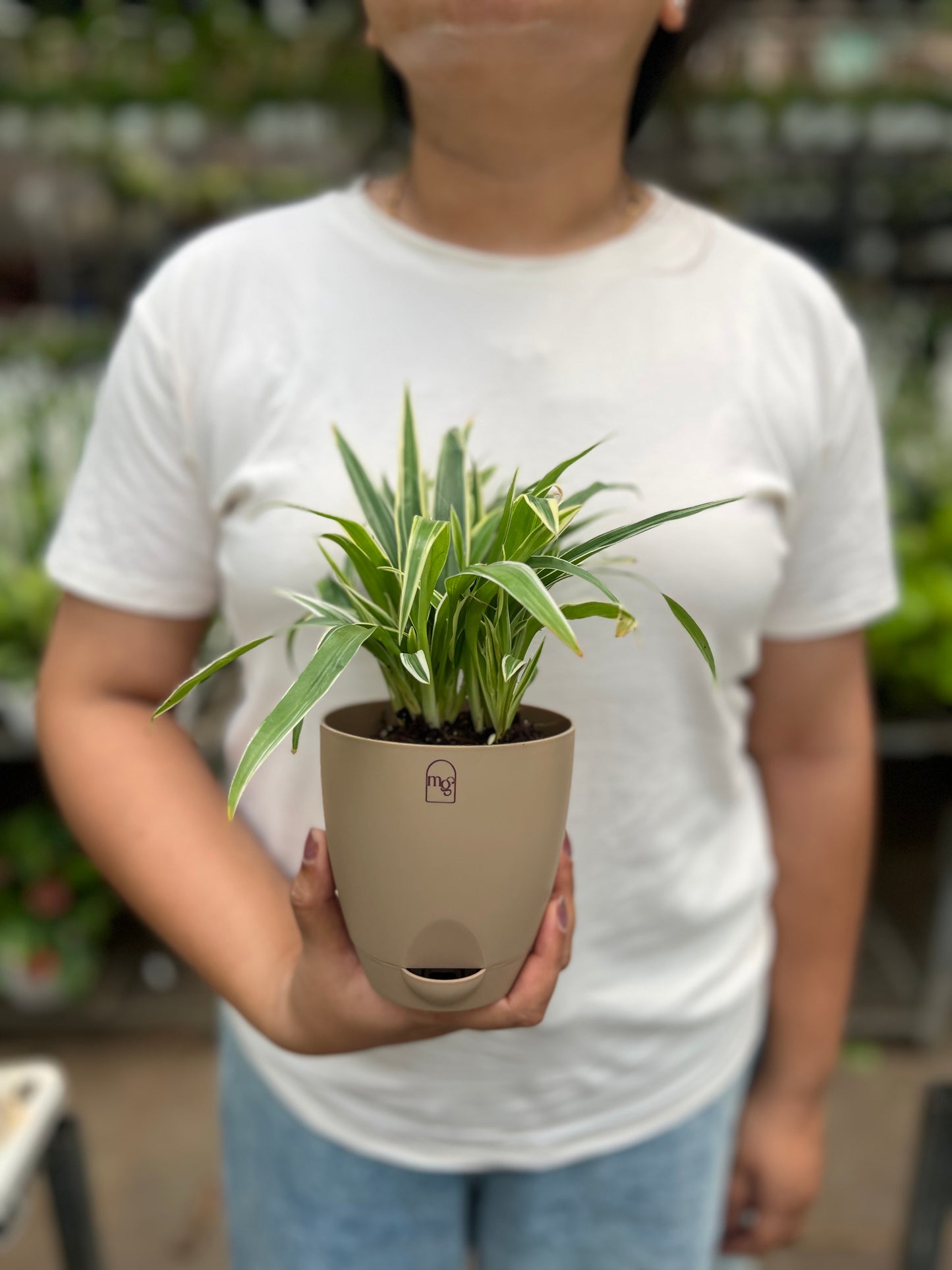 Spider Plant