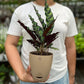Calathea Furry Feather