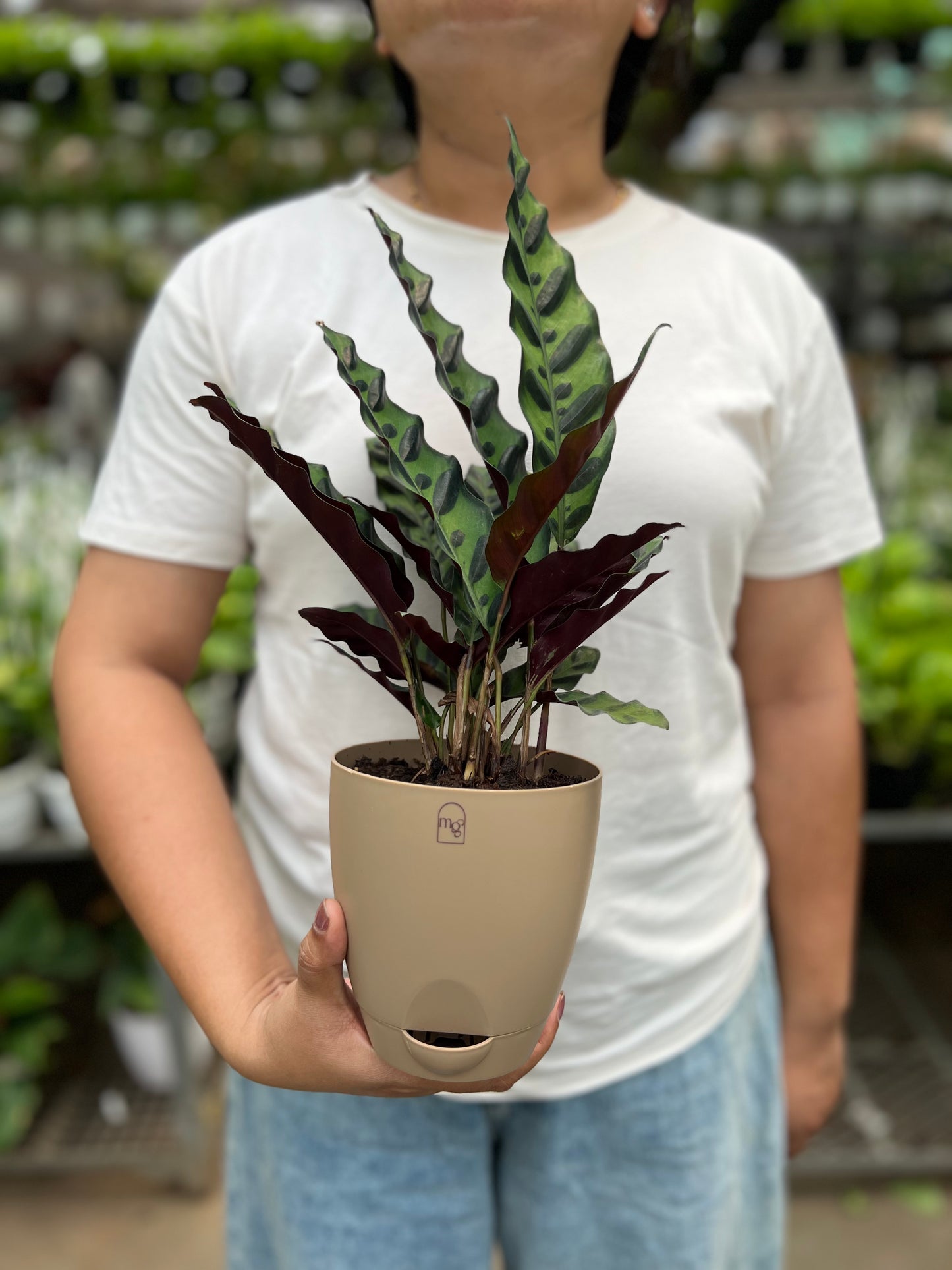 Calathea Furry Feather