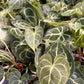 Anthurium Crystallinum