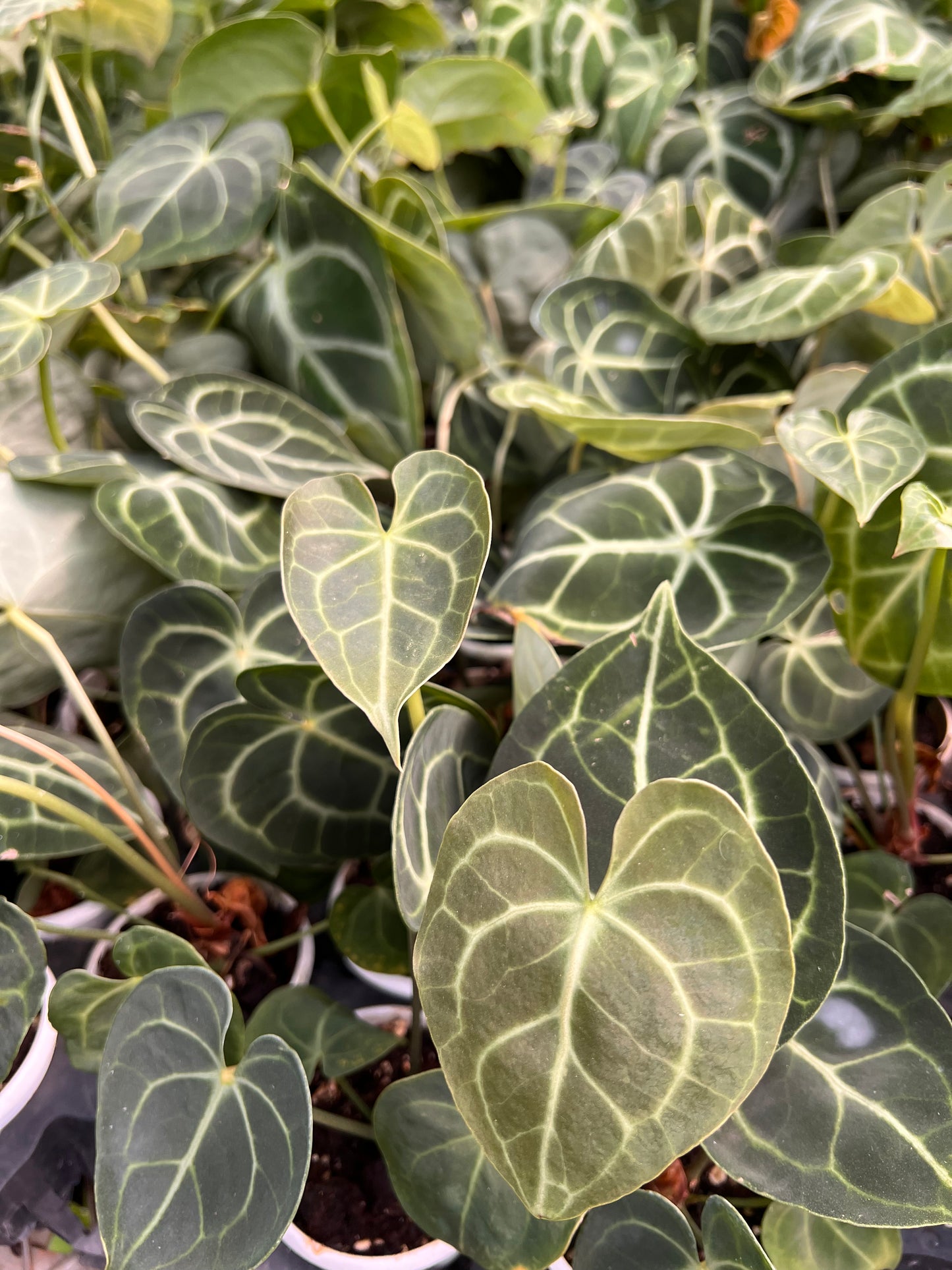 Anthurium Crystallinum