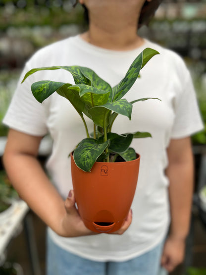 Dieffenbachia Cheetah