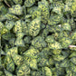 Dieffenbachia Cheetah