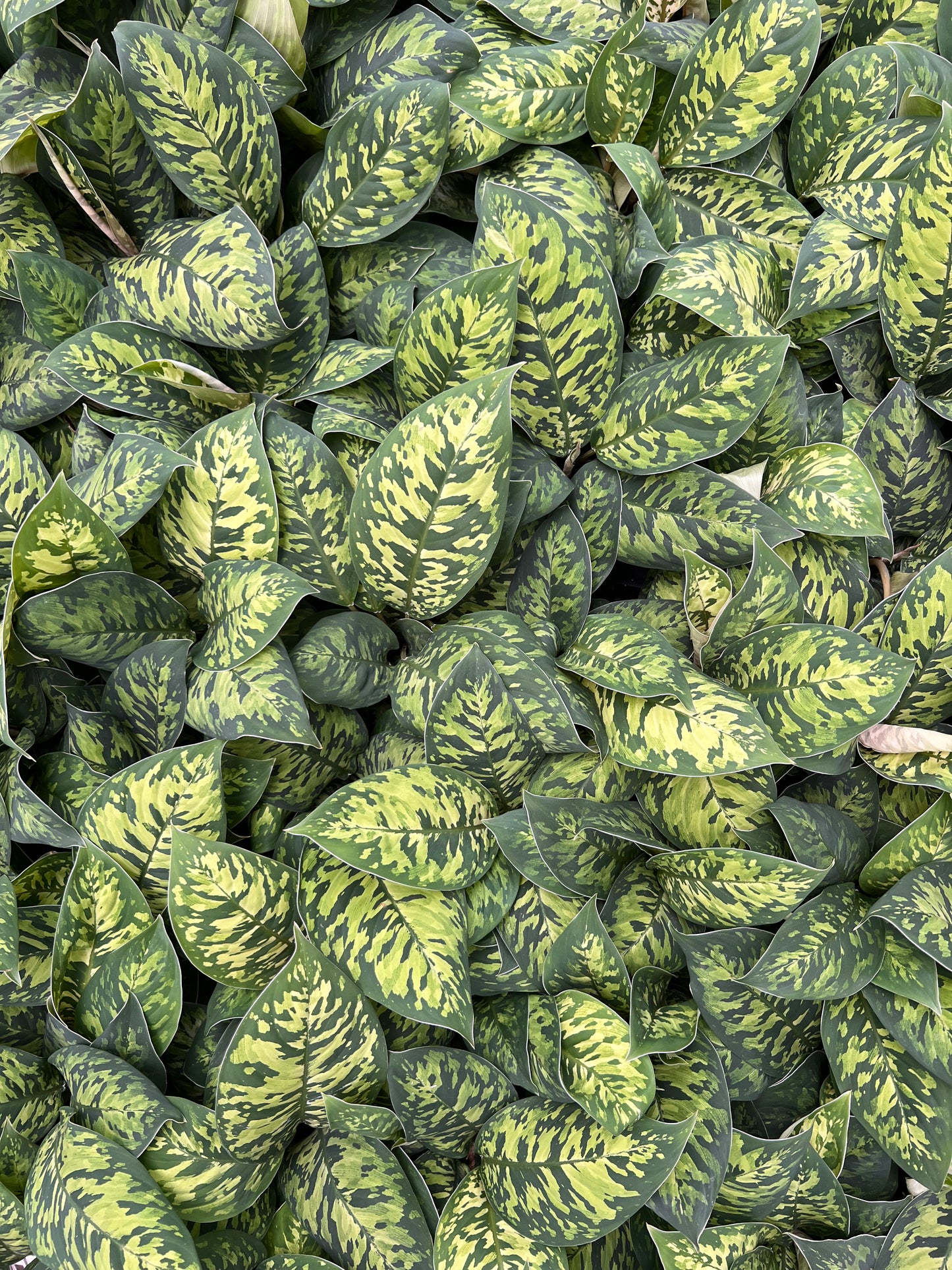 Dieffenbachia Cheetah