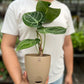 Anthurium Crystallinum