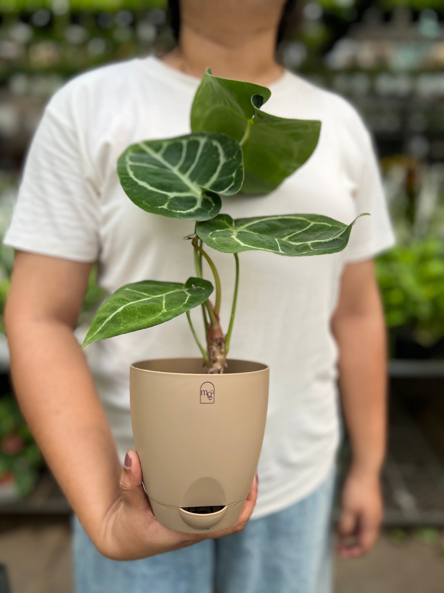 Anthurium Crystallinum