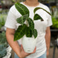 Calathea velvet jungle