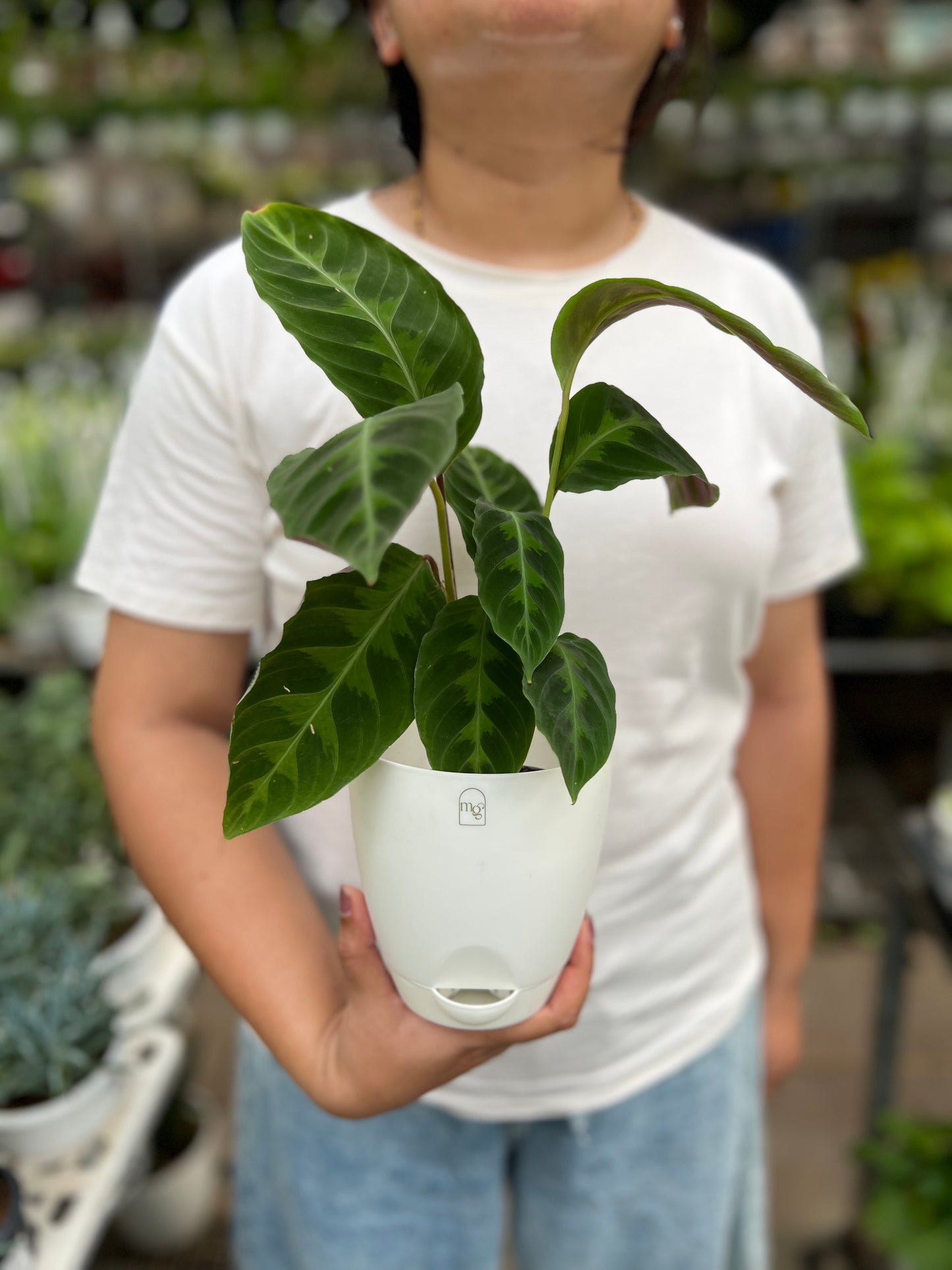 Calathea velvet jungle