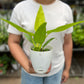 Philodendron ceylon golden