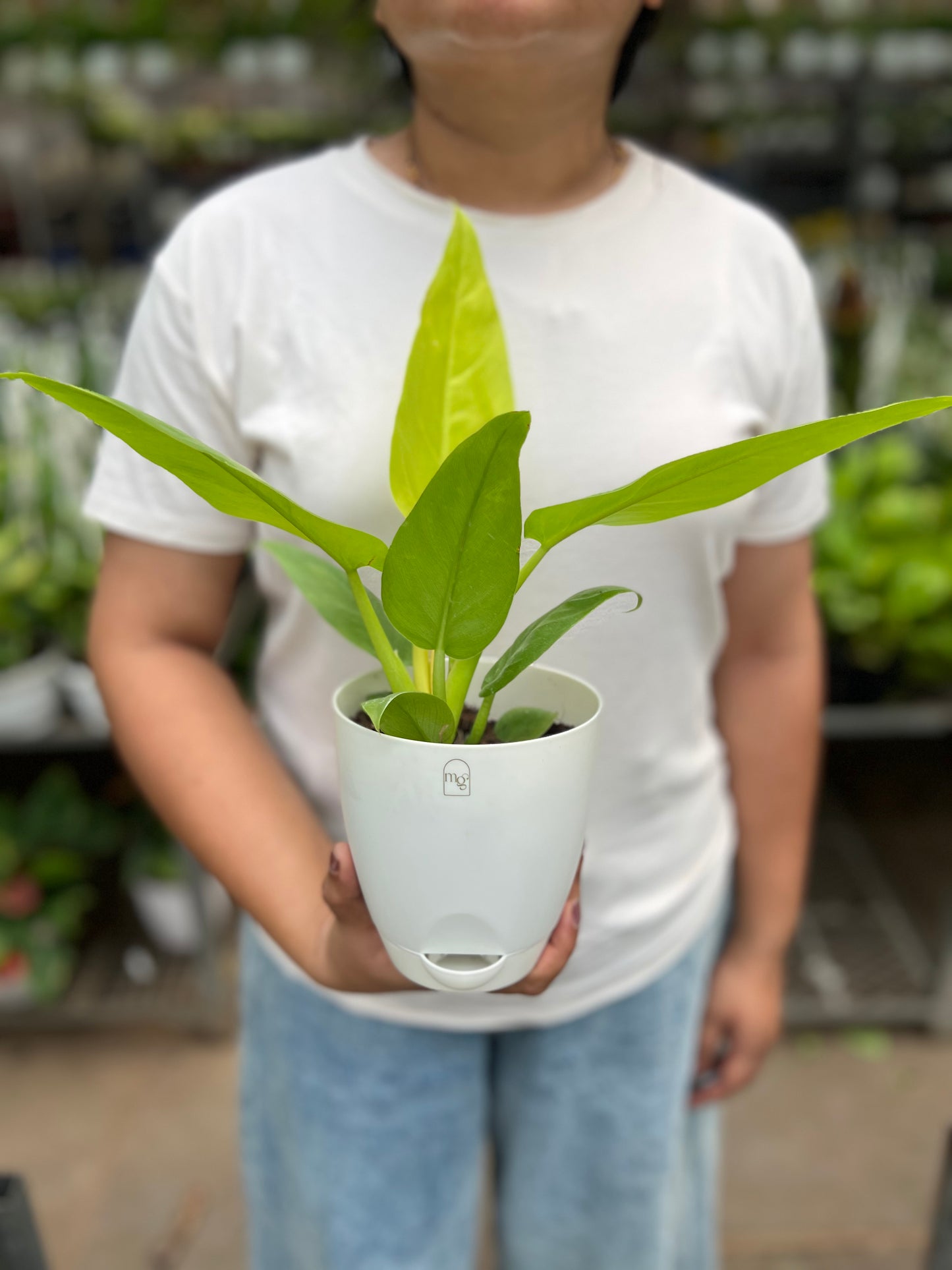 Philodendron ceylon golden