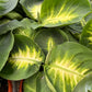 Dieffenbachia Plant (Dumb Cane)