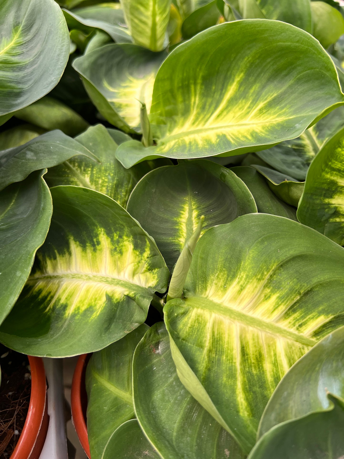 Dieffenbachia Plant (Dumb Cane)