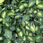 Dieffenbachia Plant (Dumb Cane)