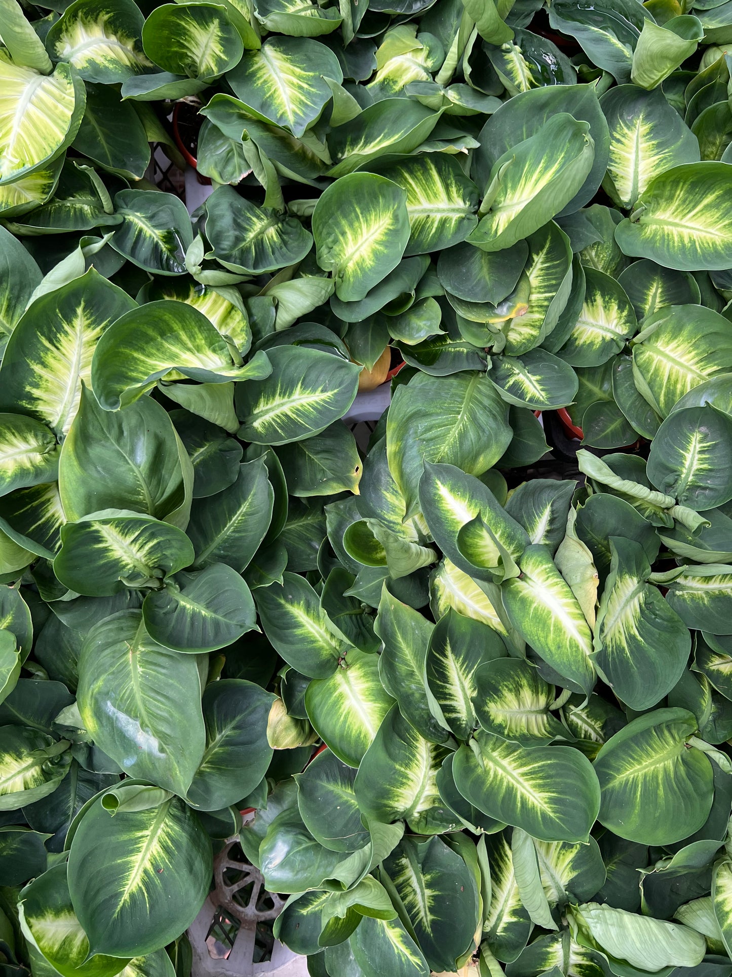 Dieffenbachia Plant (Dumb Cane)