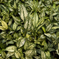 Aglaonema Snow White