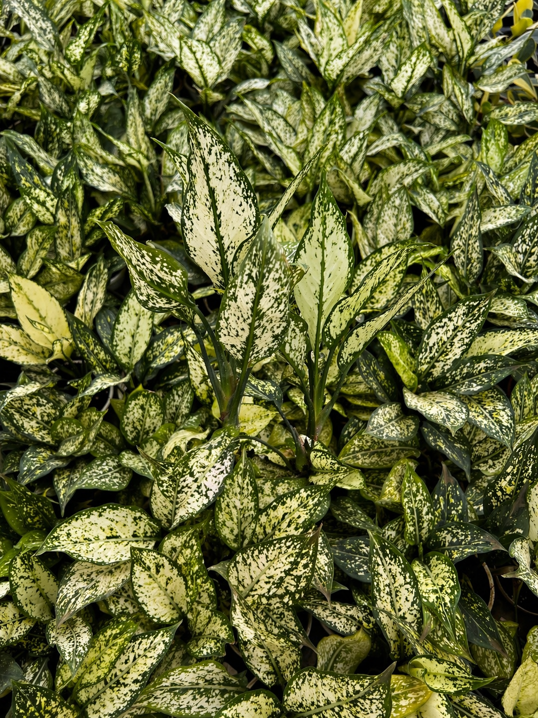 Aglaonema Snow White