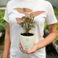Pink Syngonium