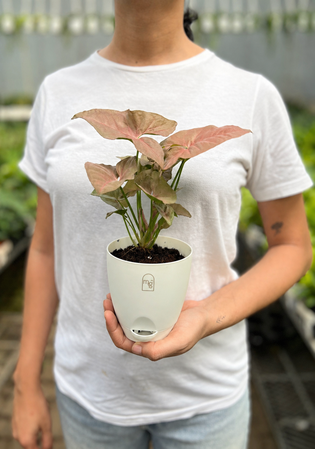 Pink Syngonium