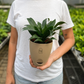 Dracena Fragans