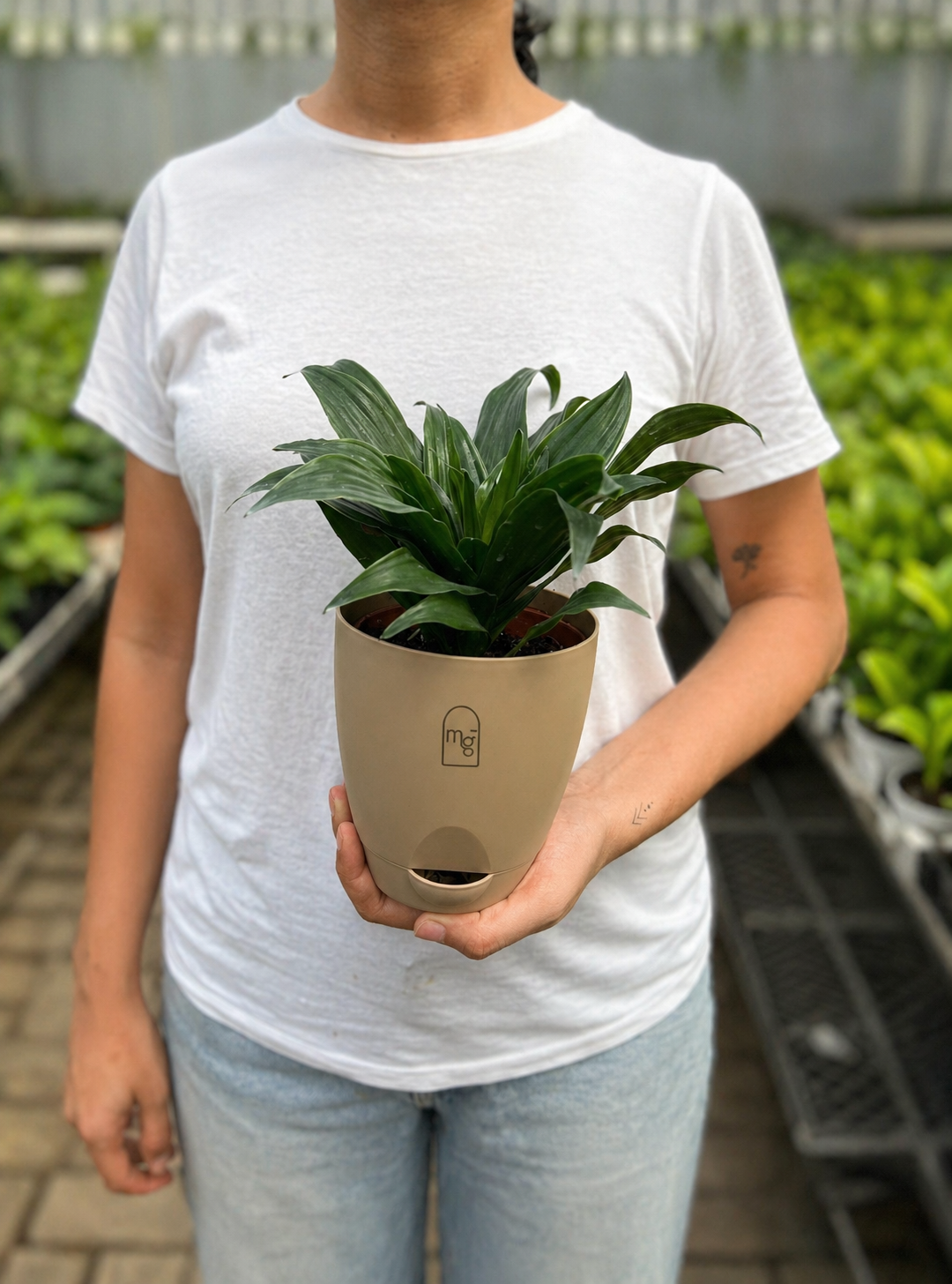 Dracena Fragans