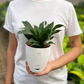 Dracena Fragans