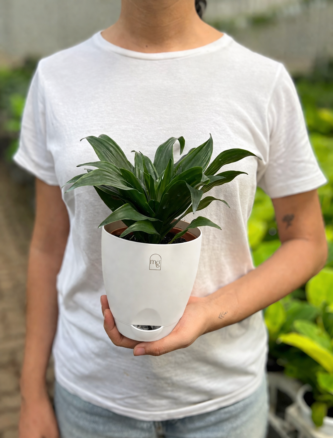 Dracena Fragans
