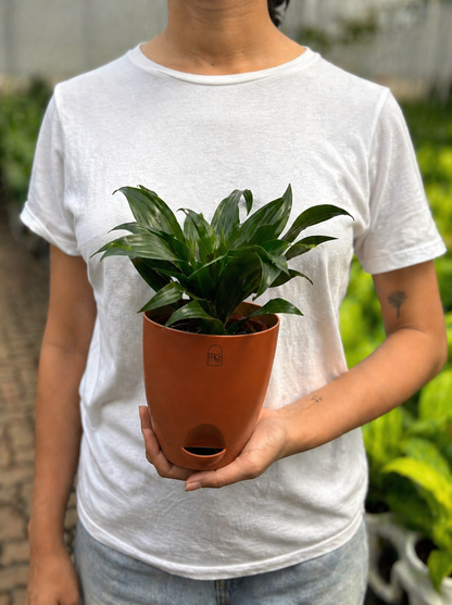 Dracena Fragans