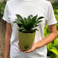 Dracena Fragans
