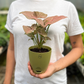 Pink Syngonium